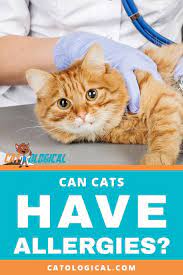 Can Cats Have Allergies Like Their Humans Can What To Do If You Think Your Cat Is Coughing Sneezing Or Wheezing Be Cat Care Cat Having Kittens Cat Parenting