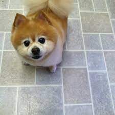 We have a custom made trailer which is fitted with a large bathing unit at the back on the outside and have a full size grooming table inside. Paws Pet Grooming Home Facebook