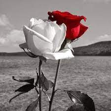 Di bawah ini koleksi gambar mawar berduri yang bisa anda simpan di hp maupun laptop. Mawar Berduri Mawar2850 Twitter