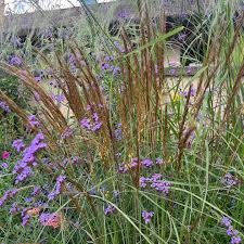 Image result for Sorghastrum stipoides