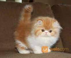 Ada 4 jenis kucing persia yang tersebar di dunia. Kucing Persia Peaknose Lucu Sehat Bandung Jualo