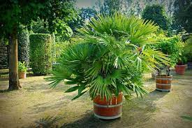epingle sur sustrato para palmeras