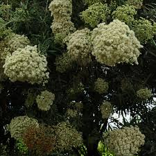 Image result for Buddleja saligna