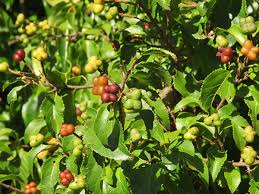 Image result for Grewia monticola