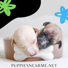 She gets many compliments on her mature demeanor. Puppies Near Me Free Puppy Classifieds Free Listings Website In 2021