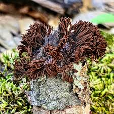 Image result for Stemonitis splendens