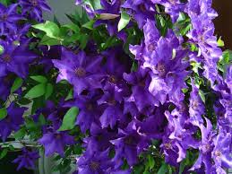 Check spelling or type a new query. Waldreben Clematis Pflanzen Und Pflegen Gartencenter Zulauf Pflanzen Kaufen