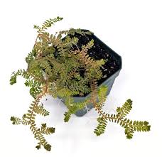 Image result for Selaginella dregei