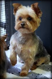 The most critical part that requires frequent haircuts or trimming is the ears of a yorkshire. Quotes Losing A Yorkie Quotesgram
