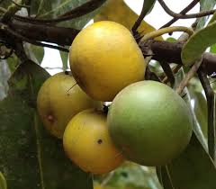 Image result for Manilkara