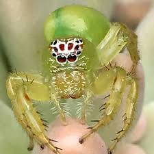 See more ideas about funny, funny spider memes, funny pictures. World S Cutest Spider Sparks Meltdown As People Fall In Love With Adorable Face Daily Star