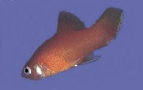 6 Most Common Betta Fish Diseases And Treatments Lovetoknow