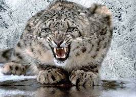 These rare, beautiful gray leopards live in the mountains of central asia. Sie Dezimieren Die Las Nieves In Pakistan Leopard