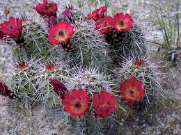 Image result for Tragus pedunculatus