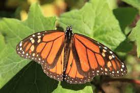 Santuario De La Mariposa Monarca De Piedra Herrada Erg Adventure