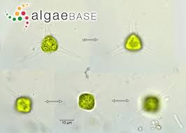 Image result for Tricalysia schliebenii