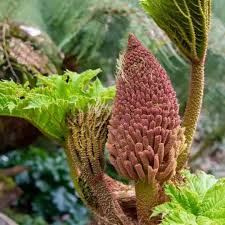 Image result for Gunnera