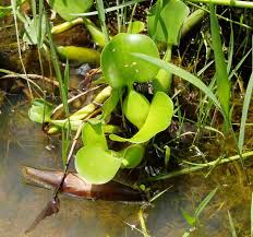 Image result for Pontederia crassipes