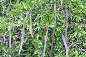 Image result for Dolichandra unguis-cati