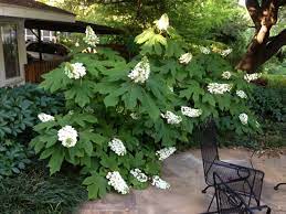 Many cultivars of oakleaf hydrangea are available commercially, and each has slightly different characteristics and potential size. Dirt Doctor Library Topics