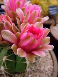Use moss rose in a rock or crevice garden, in the front of the border, in pots and hanging planters or allow to cascade down a wall. 38 Cactus Pics Ideas Cactus Planting Succulents Cacti And Succulents