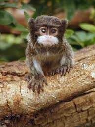 The emperour tamarin monkeys protection is a tree in the rain forest or woods the emperor food it eats. Die 150 Besten Ideen Zu Primates New World Emperor Tamarin Saguinus Imperator Tiere Affen Ausgestopftes Tier
