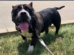 After you list the dog, then you are going to receive email updates once matching lost dogs are registered in your area. Pit Bull Dog Female Black 2413664 Petland Norwin Pa