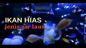 Gerakan jenis ikan air hias laut ini juga cukup agresif membuat enak dipandang. Jenis Ikan Hias Air Laut Youtube