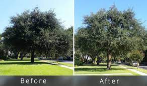 New Tree Trimming Cost Guide 2020 6 Examples Pictures Tree Trimming Cost Tree Trimming Tree Removal Cost