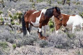 Adopt patty a buckskin paint/pinto / standardbred / mixed horse in mckinney buckskin · mckinney, tx patty age: 6 Best Wild Horse Photos Nature Photos