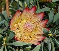 Image result for Protea welwitschii × angolensis