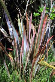 Image result for Phormium