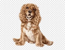 English Cocker Spaniel American Cocker Spaniel Puppy Puppies Animals Carnivoran Png Pngegg