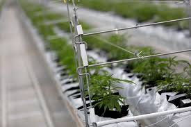Dive deeper with interactive charts and top stories of tilray, inc. Cewxhwpnkmzwwm