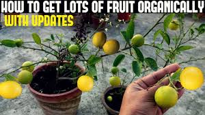 Check spelling or type a new query. How To Get Lots Of Fruit On Your Fruit Plants No Bud Drop Youtube