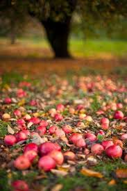 Line The New Driveway With Fruit Trees Apple Peach Plum Nectarine Etc Maximize Our Space Fruits En 2019 Couleur Automne Paysage Automne Et Feuille