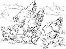 Chicken In The Farm Coloring Page Farm Animal Coloring Pages Farm Coloring Pages Animal Coloring Pages