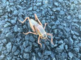 Mormon Crickets Swarm Land Near Winnemucca | | 2news.com