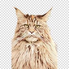 They will appreciate feather toys, mice toys and balls and the interaction they bring. Cat Small To Medium Sized Cats Whiskers Maine Coon Norwegian Forest Cat Clipart Cat Small To Mediumsized Cats Whiskers Transparent Clip Art