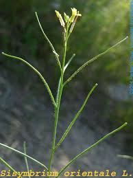 Image result for Sisymbrium orientale