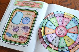 Maybe you would like to learn more about one of these? Animal And Plant Cell Foldables