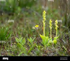 Image result for Liparis nyikana