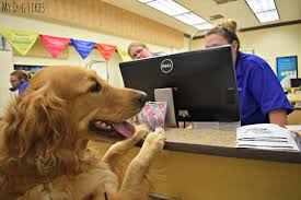 Maybe you would like to learn more about one of these? Find A Groomer Near Me Off 77 Www Usushimd Com