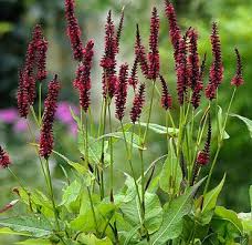 A tall container might not look right without a tall plant for visual harmony. Persicaria Bistorta Amplexicaulis Blackfield Garden Plants Uk Flowers Uk Shade Garden Plants