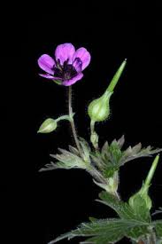 Image result for Geranium ocellatum
