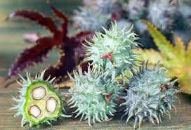 Image result for Ricin