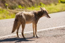 What are their physical attributes? How To Keep Coyotes Away Coyote Deterrent Repellent Options Predator Guard Predator Deterrents And Repellents