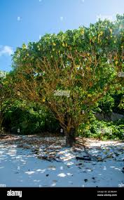 Image result for Thespesia populneoides