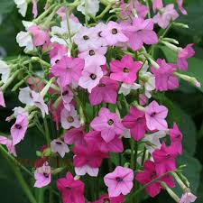 Image result for Nicotiana
