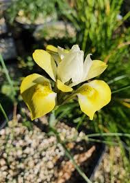 Image result for Moraea spathulata